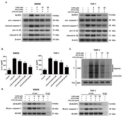 Caffeic Acid Phenethyl Ester Prevents Colitis-Associated Cancer by Inhibiting NLRP3 Inflammasome